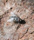 Muscina prolapsa
